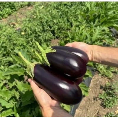 48-16 F1 - семена баклажана, 1000сем., Libra Seeds